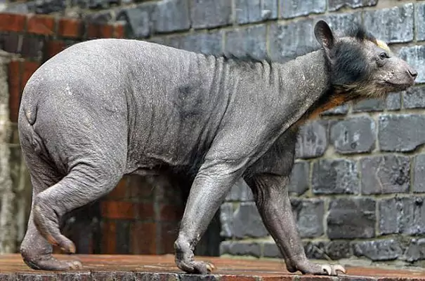 Some Hairless Animals you never thought would look like this