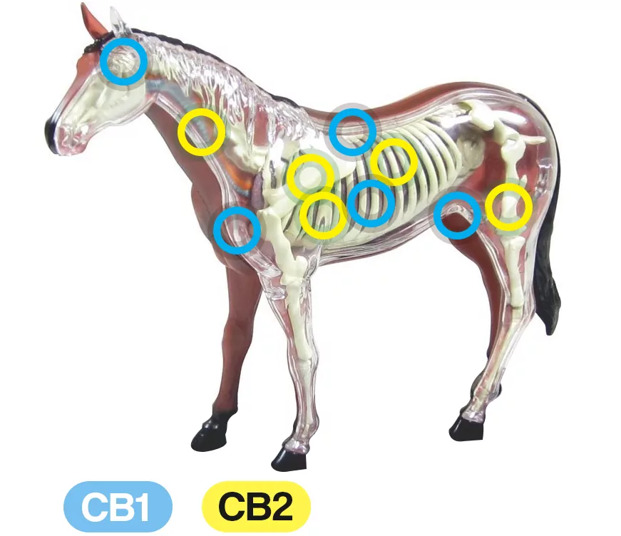 Description: C:\Users\dChimes MEDIA\Downloads\Benefits of CBD for Horses.png