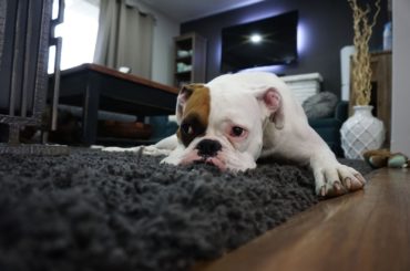 The Benefits of Carpet Removal for Your Pets